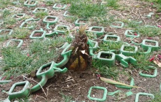 筍です。プラスチックでできたマットを突き破って出てきます。