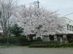 sakura 2015 (6)