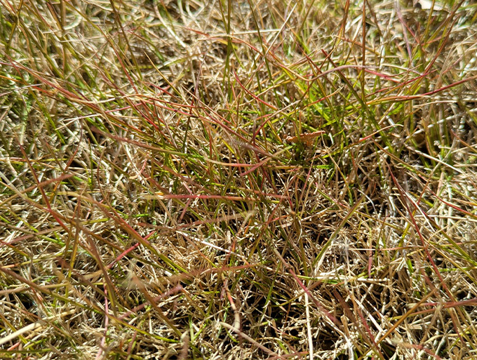 INGゴルフスクール今月のご挨拶